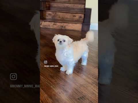 Mayam Aypoyaa Anukunna Guys Comedy Petsrule Shihtzu Pets Funny Dog Dogs Dogshorts