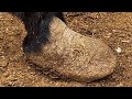 Donkey Hooves Are As Thick And Long As Bread!