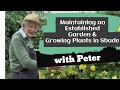 Maintaining an established garden  growing plants in shade  garden ideas  peter seabrook