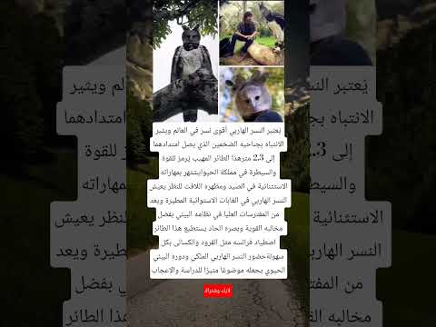 ي عتبر النسر الهاربي أقوى نسر في العالم ويثير الانتباه بجناحيه الضخمين الذي يصل امتدادهما إلى 2 3