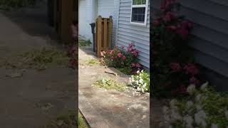 Aguilar tree service