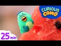 Curious como  a watermelon  more episodes 25min  cartoon for kids  como kids tv