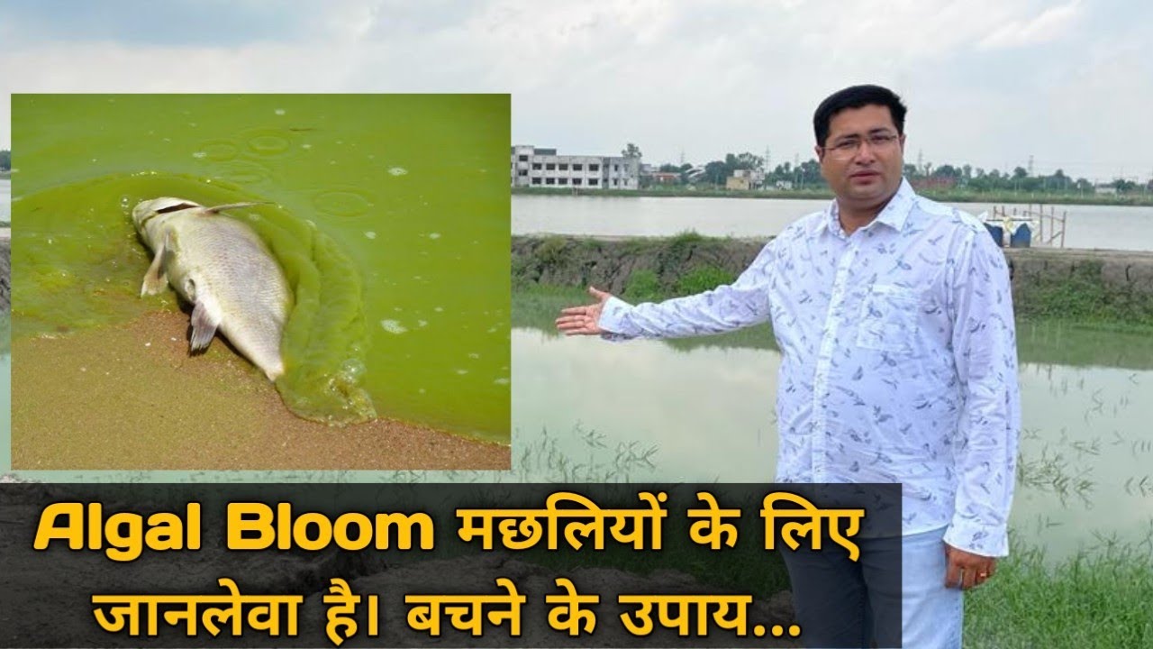 Effective Algal Bloom Management for Fish Farmers: Tips & Best Practices