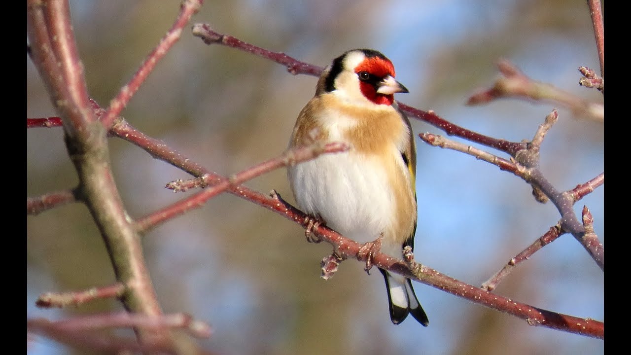 506. Stehlík obecný, European Goldfinch, Carduelis carduelis, Stieglitz