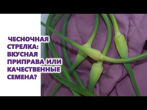 Video: Nelk. Hooldus, Kasvatamine, Paljundamine. Dekoratiivne õitsemine. Aiataimed. Kasvuhoone. Lilled. Foto Video: Nelk. Hooldus, Kasvatamine, Paljundamine. Dekoratiivne õitsemine. Aiataimed. Kasvuhoone. Lilled. Foto