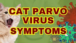 Feline Panleukopenia Virus (FPV) Symptoms, Risks, and How It Spreads!