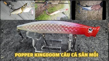 Mồi giả câu cá Chẽm,Nhồng,Măng siêu nhạy | Mồi nổi kingdoom câu các loại cá bể mồi nhát mồi |