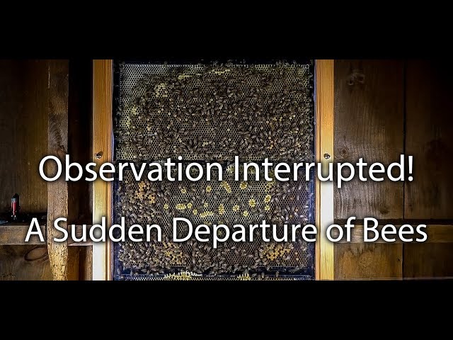 Honey Bees Swarming OUT of my Observation Hive Not Much you can Do class=