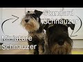 Miniature & Standard Schnauzer Size Comparison | Burt Updates #8 の動画、YouTube動画。