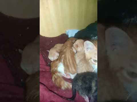 قط بلدي صغير يحتوي اخواته البنات في غياب امه