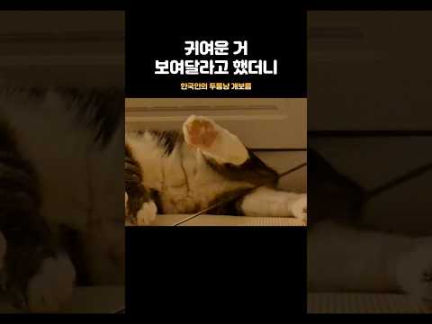 제일 귀여운 거 꺼낸 고양이 thumbnail
