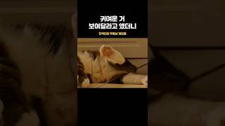 제일 귀여운 거 꺼낸 고양이