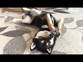 ママがいない時のさみしいアピールが可愛すぎる豆柴