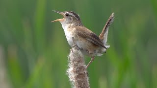 Marsh Wren and Friends