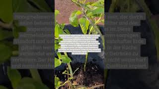 Honigmelonen-Salbei (Salvia elegans)