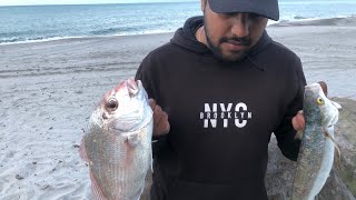 Surfcasting bay of plenty | fishing Nz