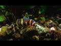 Noodle loach hunt their food ft kribensis cichlid planted community aquarium