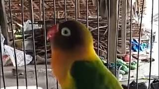 Download Lagu MASTERAN LOVEBIRD JERNIH NGEKEK PANJANG PALING DI CARI MP3