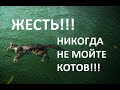 ЖЕСТЬ!!!-НИКОГДА НЕ МОЙТЕ КОТОВ,ВОТ К ЧЕМУ ЭТО МОЖЕТ ПРИВЕСТИ/TIN!!!- NEVER WASH CATS