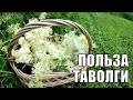 Таволга - природный аспирин, учимся правильно заготавливать. Лекарственное растение под ногами