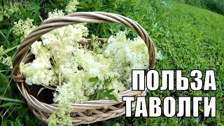 Таволга ( лабазник) - природный аспирин, учимся правильно заготавливать.