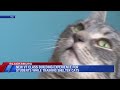 New Virginia Tech course aims to train shelter cats for adoption