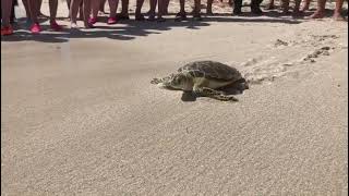 Gumby returned to his ocean home today! #seaturtle #floridakeys #connectandprotect #an