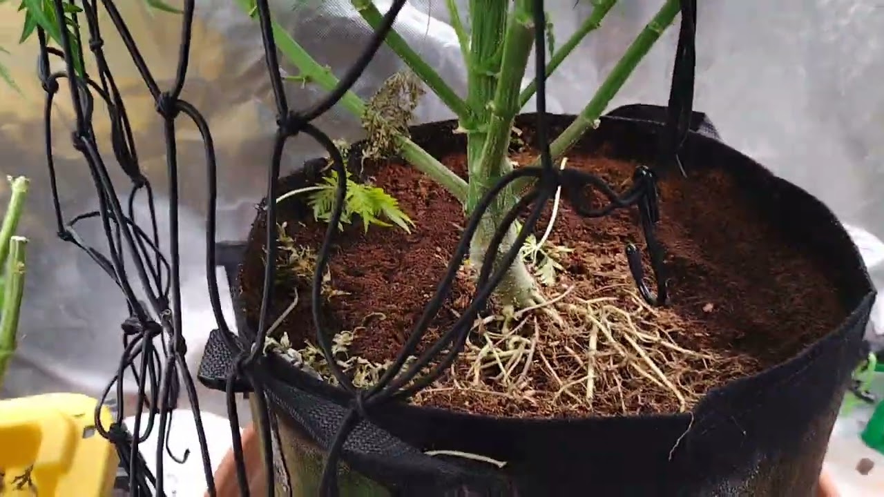 Freak Show Update Wk 8 Flower @maine420medgrower@ Dadstent