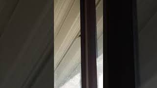 Full A leaf bug walking on my window while my teacher says Columbus was an astronaut for 2 minutes News