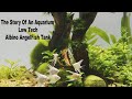 The Story Of An Aquarium &amp; Low Tech Albino AngelFish Tank