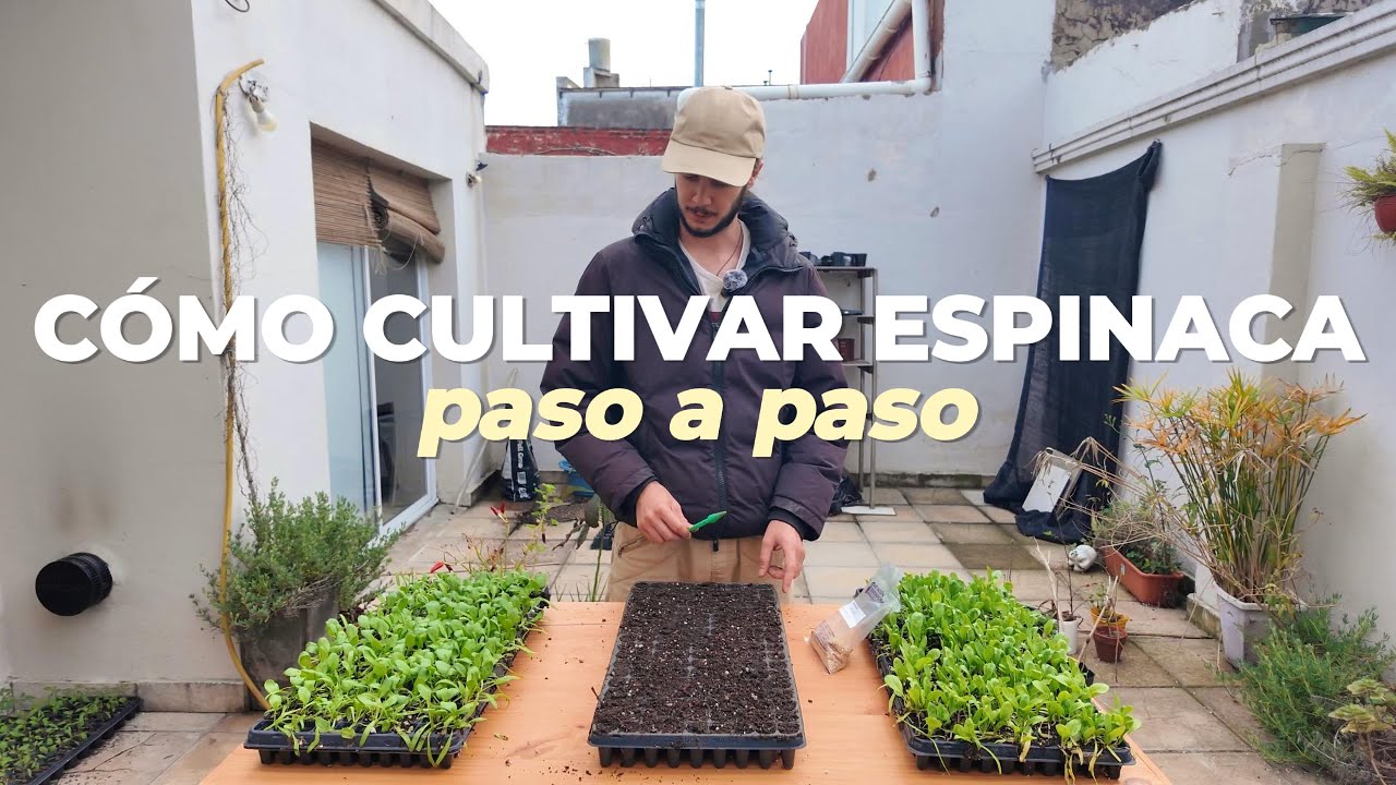 Cómo cultivar espinaca: guía paso a paso | huerta agroecológica Argentina