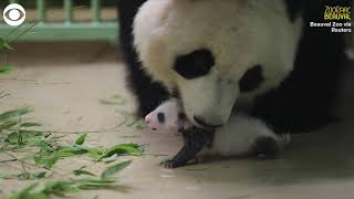 Baby pandas spend time with mom at French zoo