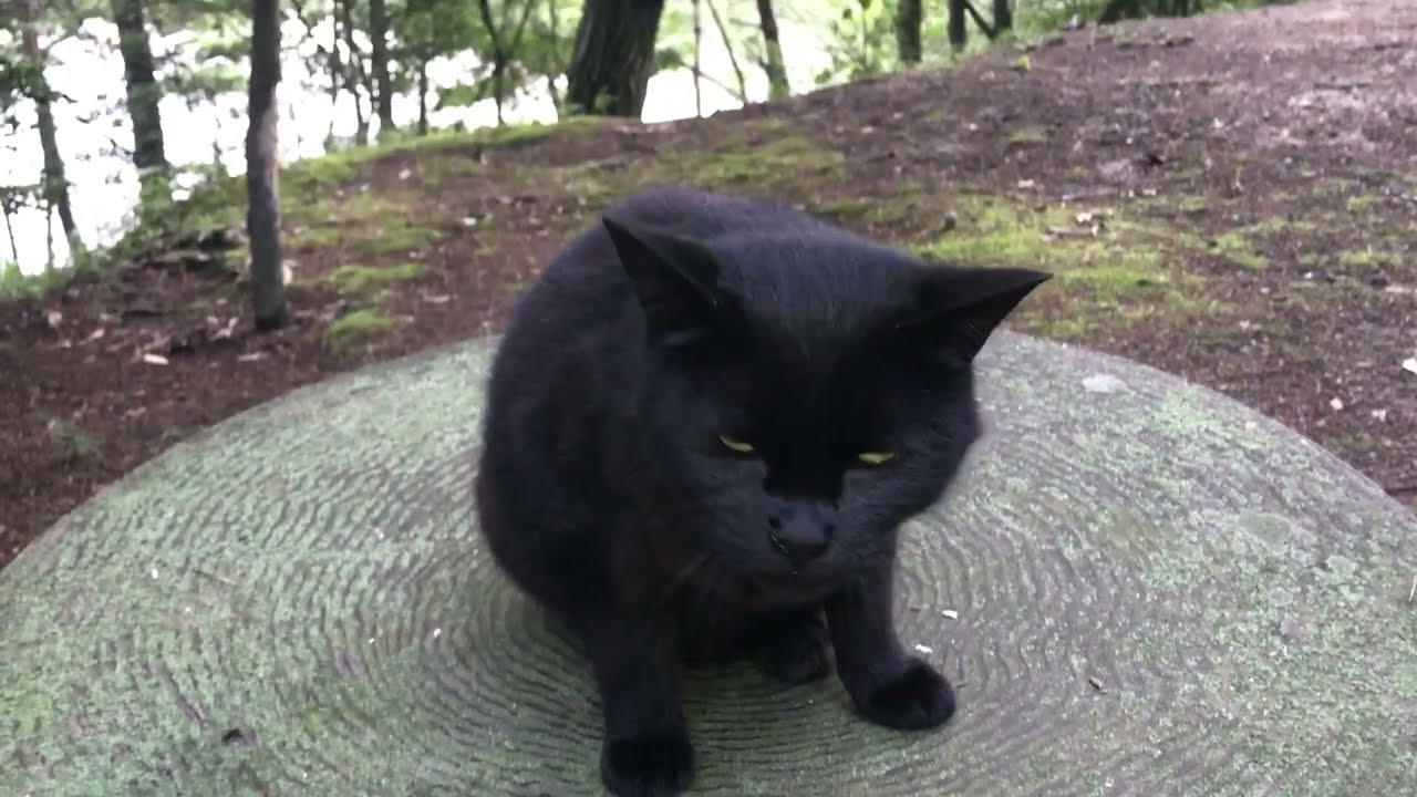 Black Cat Relaxation Session