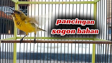 PANCINGAN SOGON BAHAN AGAR RAJIN BUNYI #sogongacor #pancingansogonagarbunyi #sogonijoan #sogokontong