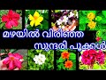 Flowering plants||Gardening||Salu Diaries