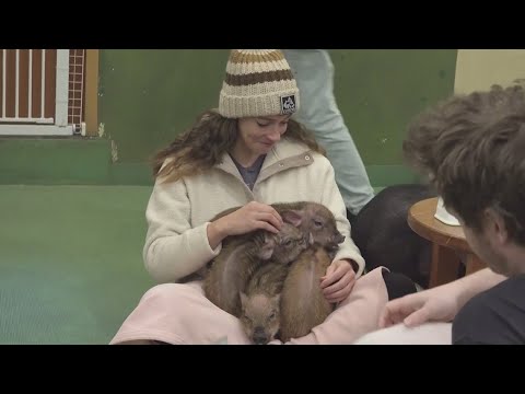 Customers cuddle with pigs in Tokyo café