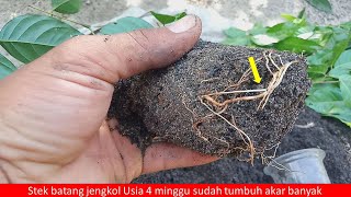 Ini dia kunci kesuksesan stek batang jengkol cepat tumbuh akar nya