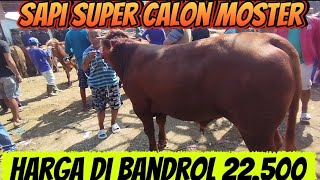 SAPI SUPER JANTAN DI PASAR KEPPO PAMEKASAN MADURA