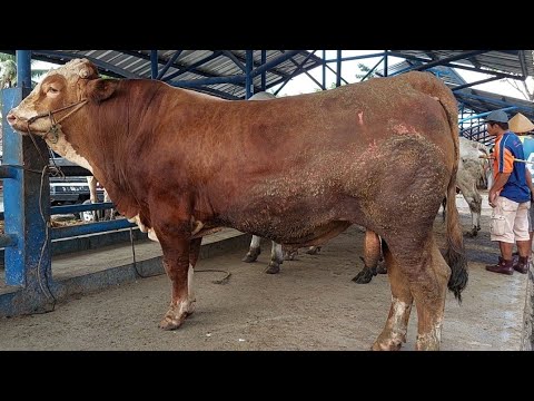 SAPI LIMOUSIN CROSS TERPANJANG DAN TERBESAR PAGI INI GEGERKAN PASAR ...