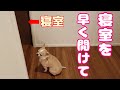 【109日目】家族と一緒に寝室で寝たいチワワ。部屋を開けてくれるまで律義に待ち続ける。