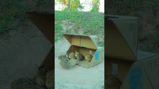 Build Create Simple Quail Trap Using Paper Box #birdtrap #shorts #shortvideo #birds #animaltrap