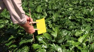 Biosecure Haccp Sticky Traps