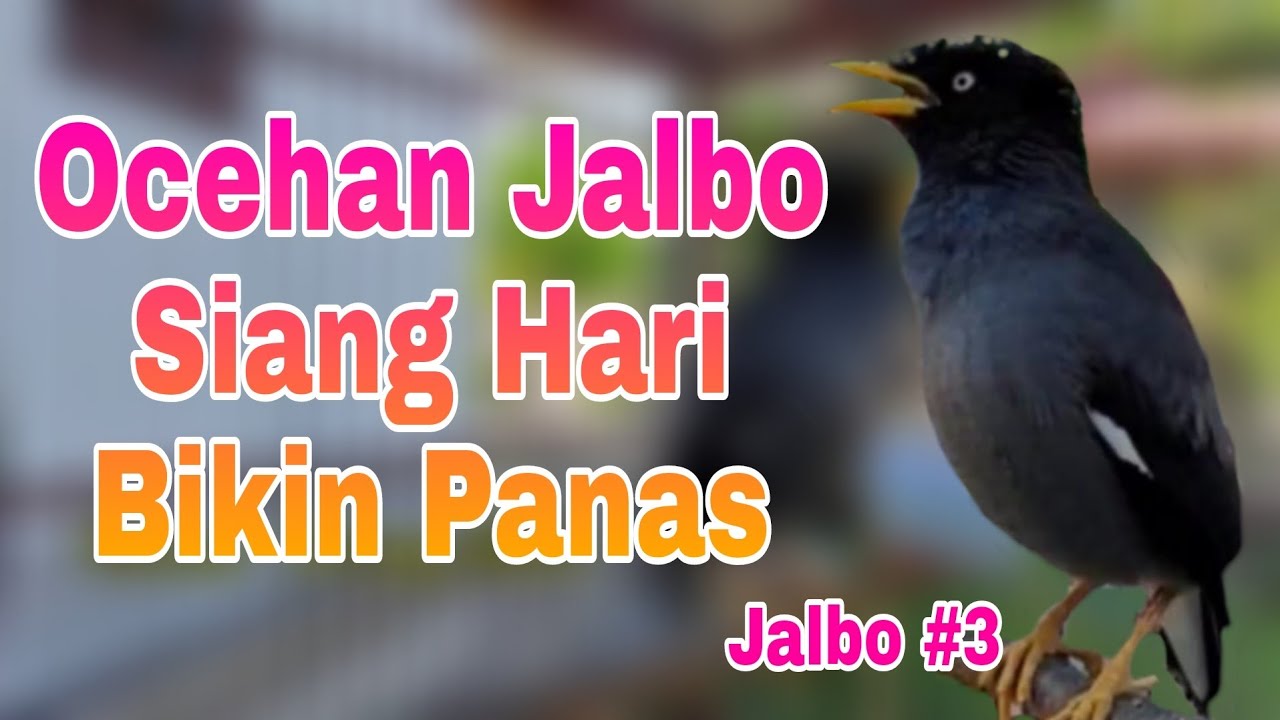 Ocehan Jalak Kebo Gacor Siang Hari - Jalak Kebo Muda Memanggil Teman Bikin Semua Jalak Nyaut #3