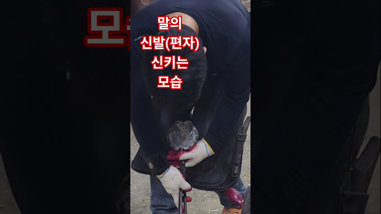 신발은 경주마의 생명