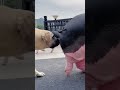 Dog Meets Giant Pig You Won T Believe What Happens 