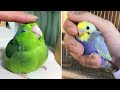 Baby Animals 🔴 Funny Parrots and Cute Birds Compilation (2022) Loros Adorables Recopilación #54