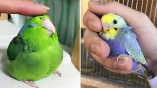 Baby Animals 🔴 Funny Parrots and Cute Birds Compilation (2022) Loros Adorables Recopilación #54 by Animals Club 7,061 views 1 year ago 9 minutes, 58 seconds