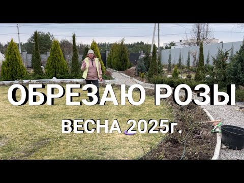 ОБРЕЗКА РОЗ СЕЗОН 2025г. | Как обрезать высокие розы | Когда и как обрезать розы