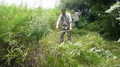Scythe Haymaking