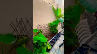 ഇന ഒര മസ എനകക നർതതത പണയടകകനളള വകയണട